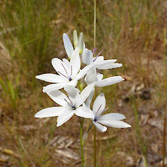 Ixia polystachya L.<br>Photographer: John Smith-Dodsworth, Licence: <a target='_blank' href='https://creativecommons.org/licenses/by-nc/4.0'>CC BY-NC</a>. <a class='member-message' href='/nzpcn/why-join-nzpcn/' target='_blank'>Members can view a larger version of this image.</a>