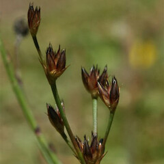 Juncus lomatophyllus