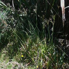 Charleston, West Coast.<br>Photographer: Mike Thorsen, Licence: All rights reserved.