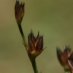 Charleston, West Coast.<br>Photographer: Mike Thorsen, Licence: All rights reserved.