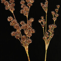 Juncus lomatophyllus.<br>Photographer: Trevor James, Date taken: 27/06/2013, Licence: All rights reserved. <a class='member-message' href='/nzpcn/why-join-nzpcn/' target='_blank'>Members can view a larger version of this image.</a>
