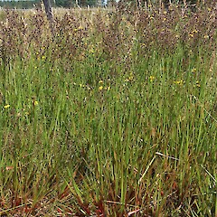 Juncus lomatophyllus.<br>Photographer: Trevor James, Date taken: 27/06/2013, Licence: All rights reserved. <a class='member-message' href='/nzpcn/why-join-nzpcn/' target='_blank'>Members can view a larger version of this image.</a>