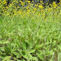 Hieracium lepidulum
