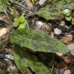 Hieracium pollichiae