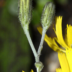 Involucral bracts with dark-based hairs; Waterfall Track, Hanmer, Canterbury.<br>Photographer: Patrick Enright, Date taken: 18/12/2016, Licence: All rights reserved. <a class='member-message' href='/nzpcn/why-join-nzpcn/' target='_blank'>Members can view a larger version of this image.</a>