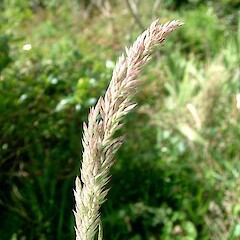 Coromandel. October.<br>Photographer: John Smith-Dodsworth, Licence: <a target='_blank' href='https://creativecommons.org/licenses/by-nc/4.0'>CC BY-NC</a>.