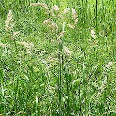 Holcus lanatus.<br>Photographer: John Smith-Dodsworth, Licence: <a target='_blank' href='https://creativecommons.org/licenses/by-nc/4.0'>CC BY-NC</a>.