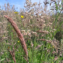 Holcus lanatus.<br>Photographer: John Barkla, Licence: <a target='_blank' href='https://creativecommons.org/licenses/by/4.0'>CC BY</a>.
