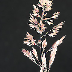 Flower head of Holcus lanatus.<br>Photographer: Trevor James, Date taken: 26/02/2012, Licence: All rights reserved.