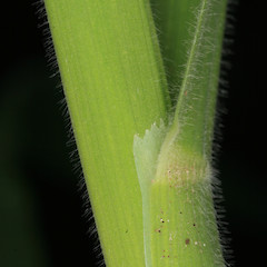 Holcus lanatus.<br>Photographer: Trevor James, Date taken: 09/11/2011, Licence: All rights reserved.
