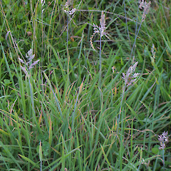 Holcus lanatus.<br>Photographer: Trevor James, Date taken: 04/06/2003, Licence: All rights reserved.