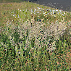 Habitat of Holcus lanatus.<br>Photographer: Trevor James, Date taken: 21/11/2007, Licence: All rights reserved.