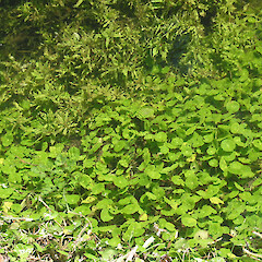 Foliage of Hydrocotyle verticillata.<br>Photographer: Deborah Hofstra, Date taken: 31/10/2002, Licence: All rights reserved. <a class='member-message' href='/nzpcn/why-join-nzpcn/' target='_blank'>Members can view a larger version of this image.</a>
