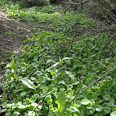 Habitat of Hydrocotyle verticillata.<br>Photographer: Paul Champion, Date taken: 02/05/2003, Licence: All rights reserved. <a class='member-message' href='/nzpcn/why-join-nzpcn/' target='_blank'>Members can view a larger version of this image.</a>
