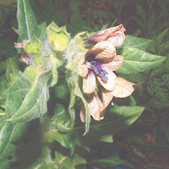 Hyoscyamus niger.<br>Photographer: John Smith-Dodsworth, Licence: <a target='_blank' href='https://creativecommons.org/licenses/by-nc/4.0'>CC BY-NC</a>.
