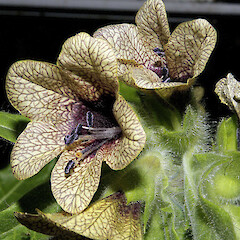 Hyoscyamus niger L.<br>Photographer: John Smith-Dodsworth, Licence: <a target='_blank' href='https://creativecommons.org/licenses/by-nc/4.0'>CC BY-NC</a>. <a class='member-message' href='/nzpcn/why-join-nzpcn/' target='_blank'>Members can view a larger version of this image.</a>