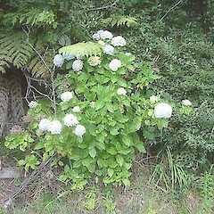 Hydrangea macrophylla.<br>Photographer: John Smith-Dodsworth, Licence: <a target='_blank' href='https://creativecommons.org/licenses/by-nc/4.0'>CC BY-NC</a>.