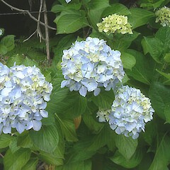 A Hydrangea macrophylla plant in flower.<br>Photographer: John Smith-Dodsworth, Licence: <a target='_blank' href='https://creativecommons.org/licenses/by-nc/4.0'>CC BY-NC</a>.