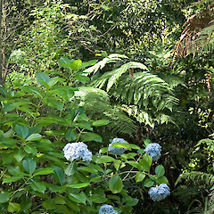 Otaki Forks, Tararua Forest Park.<br>Photographer: Jeremy R. Rolfe, Date taken: 23/04/2007, Licence: <a target='_blank' href='https://creativecommons.org/licenses/by/4.0'>CC BY</a>.