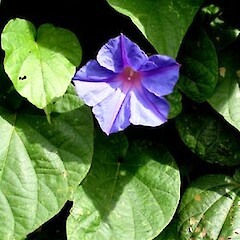 Ipomoea purpurea