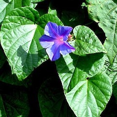 Ipomoea purpurea.<br>Photographer: Peter J de Lange, Licence: <a target='_blank' href='https://creativecommons.org/licenses/by-nc/4.0'>CC BY-NC</a>.