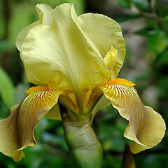 Iris germanica