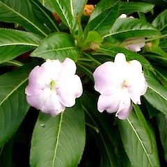 Impatiens sodenii.<br>Photographer: Peter J de Lange, Licence: <a target='_blank' href='https://creativecommons.org/licenses/by-nc/4.0'>CC BY-NC</a>.