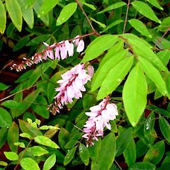 Indigofera decora flowers and young foliage, ex. cult., University of Auckland.<br>Photographer: Peter J de Lange, Date taken: 18/06/2006, Licence: <a target='_blank' href='https://creativecommons.org/licenses/by-nc/4.0'>CC BY-NC</a>.