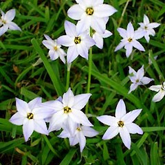 Ipheion uniflorum