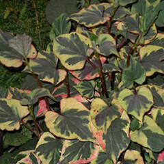 Houttuynia cordata