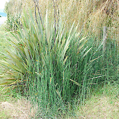 Equisetum hyemale growing with harakeke.<br>Photographer: Clayson Howell, Licence: All rights reserved. <a class='member-message' href='/nzpcn/why-join-nzpcn/' target='_blank'>Members can view a larger version of this image.</a>
