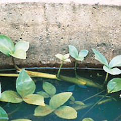 Menyanthes trifoliata.<br>Photographer: Auckland Regional Council, Licence: Public domain.