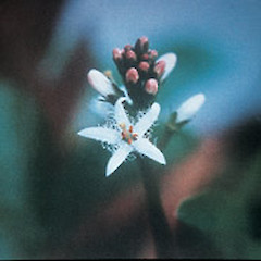 Menyanthes trifoliata.<br>Photographer: Auckland Regional Council, Licence: Public domain.