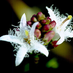 Flowers of Menyanthes trifoliata.<br>Photographer: Paul Champion, Date taken: 02/11/2001, Licence: All rights reserved. <a class='member-message' href='/nzpcn/why-join-nzpcn/' target='_blank'>Members can view a larger version of this image.</a>