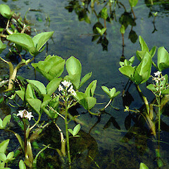 Emergent shoots.<br>Photographer: Paul Champion, Date taken: 29/08/2001, Licence: All rights reserved. <a class='member-message' href='/nzpcn/why-join-nzpcn/' target='_blank'>Members can view a larger version of this image.</a>