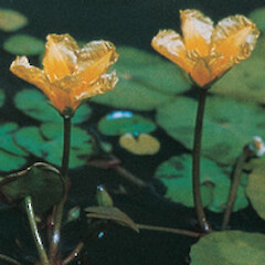Nymphoides peltata