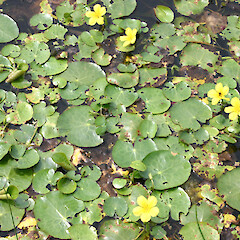 Surface cover flowers of Nymphoides peltata.<br>Photographer: Trevor James, Date taken: 19/07/2012, Licence: All rights reserved. <a class='member-message' href='/nzpcn/why-join-nzpcn/' target='_blank'>Members can view a larger version of this image.</a>
