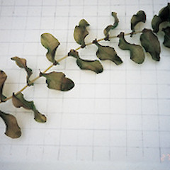Potamogeton perfoliatus.<br>Photographer: Auckland Regional Council, Licence: Public domain.