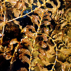 In cultivation - Potamogeton perfoliatus.<br>Photographer: John S. Clayton, Date taken: 09/08/2012, Licence: All rights reserved. <a class='member-message' href='/nzpcn/why-join-nzpcn/' target='_blank'>Members can view a larger version of this image.</a>