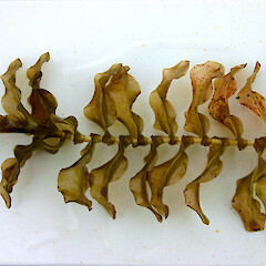 Shoot of Potamogeton perfoliatus.<br>Photographer: Trevor James, Date taken: 09/08/2012, Licence: All rights reserved. <a class='member-message' href='/nzpcn/why-join-nzpcn/' target='_blank'>Members can view a larger version of this image.</a>