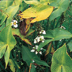 Sagittaria montevidensis.<br>Photographer: Auckland Regional Council, Licence: Public domain.