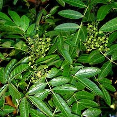 Schinus terebinthifolia