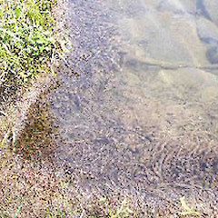 Didymo.<br>Photographer: Ministry of Forestry, Licence: Public domain.