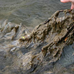 Didymo on branch.<br>Photographer: Ministry of Forestry, Licence: Public domain.