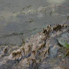 Didymo mat.<br>Photographer: Ministry of Forestry, Licence: Public domain.