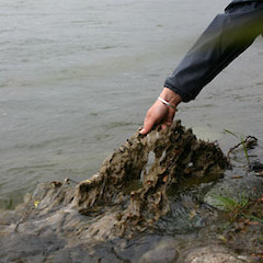 Didymo on stick.<br>Photographer: Ministry of Forestry, Licence: Public domain.