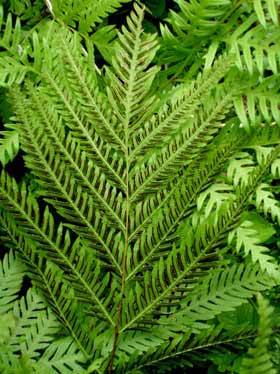 kentia palme bestellen Kentia Palme (Howea forsteriana) die Palme mit Oho! – Bloombox Club DE main image 0