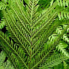Pteris dentata subsp. flabellata