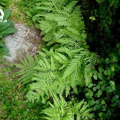 Pteris dentata plants growing on a concrete retaining wall, near Thomas Building, University of Auckland, November 2005.<br>Photographer: Peter J de Lange, Licence: <a target='_blank' href='https://creativecommons.org/licenses/by-nc/4.0'>CC BY-NC</a>.
