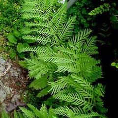 Pteris dentata plants growing on a concrete retaining wall, near Thomas Building, University of Auckland, November 2005.<br>Photographer: Peter J de Lange, Licence: <a target='_blank' href='https://creativecommons.org/licenses/by-nc/4.0'>CC BY-NC</a>.